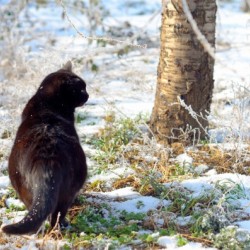 Cat in a sunny frozen garden